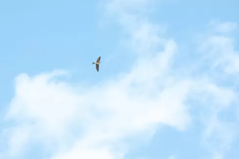 Die Schwalben sind bei der Truberholzhalle angekommen. 