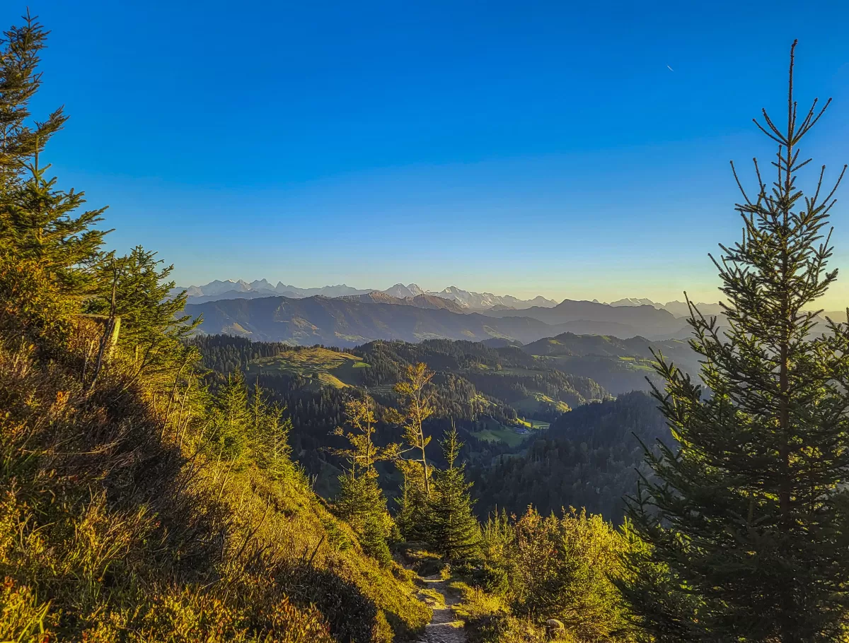 Wald im Trub, im Napfgebiet, in der Abendstimmung scheint die Sonne zwischen den Bäumen durch. Wunderschöne Abendstimmung im Herbst