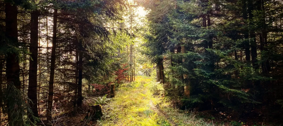 Stimmungsvolles Waldbild