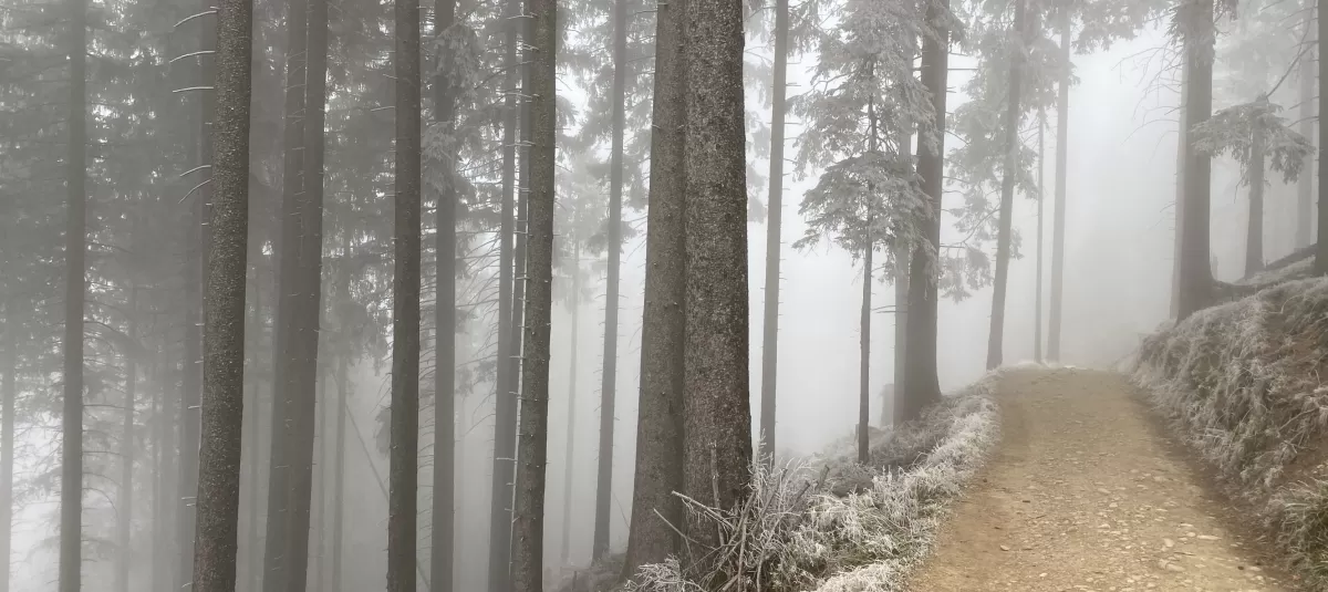 Stimmungsvolles Winterwaldbild im Trub