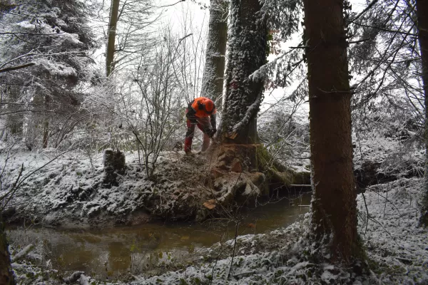 Im Dezember 20 und im Januar 21 wurden die Eichen für den Kunstpavillon des Centre Albert Anker in den Wäldern des Berner Seelands geschlagen, respektive durch eine Kerbe den Saftstrom unterbrochen. Dies geschah durch tatkräftige Mitarbeiter der Firma Truberholz AG.