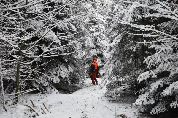 Im Dezember 20 und im Januar 21 wurden die Eichen für den Kunstpavillon des Centre Albert Anker in den Wäldern des Berner Seelands geschlagen, respektive durch eine Kerbe den Saftstrom unterbrochen. Dies geschah durch tatkräftige Mitarbeiter der Firma Truberholz AG.