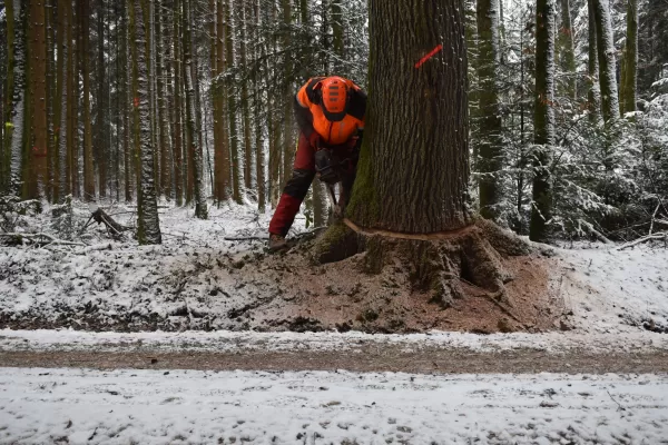 Im Dezember 20 und im Januar 21 wurden die Eichen für den Kunstpavillon des Centre Albert Anker in den Wäldern des Berner Seelands geschlagen, respektive durch eine Kerbe den Saftstrom unterbrochen. Dies geschah durch tatkräftige Mitarbeiter der Firma Truberholz AG.