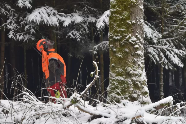 Im Dezember 20 und im Januar 21 wurden die Eichen für den Kunstpavillon des Centre Albert Anker in den Wäldern des Berner Seelands geschlagen, respektive durch eine Kerbe den Saftstrom unterbrochen. Dies geschah durch tatkräftige Mitarbeiter der Firma Truberholz AG.